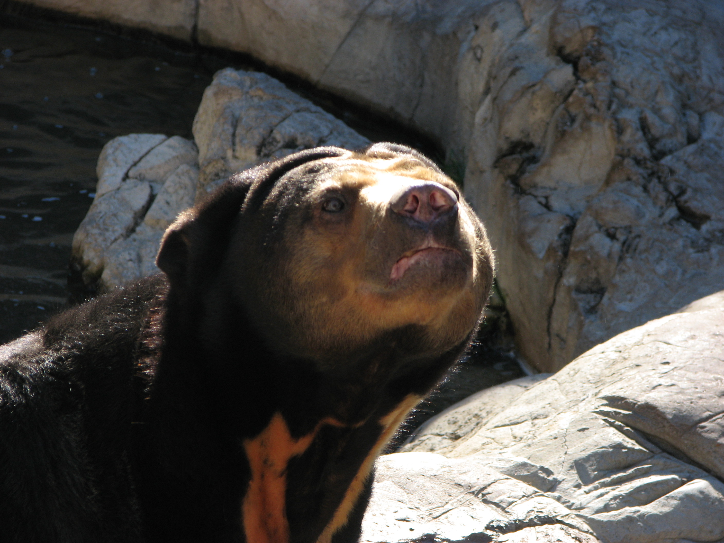 Forth Worth Zoo Animals Bear seconews.org